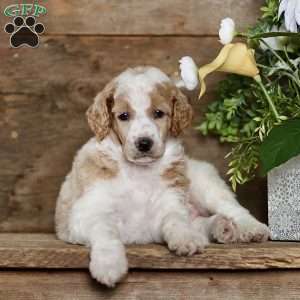 Tucker, Standard Poodle Puppy