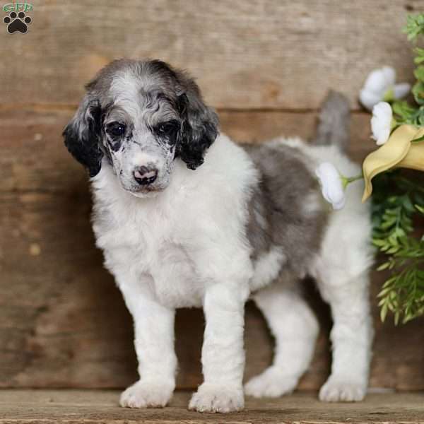 Tory, Standard Poodle Puppy