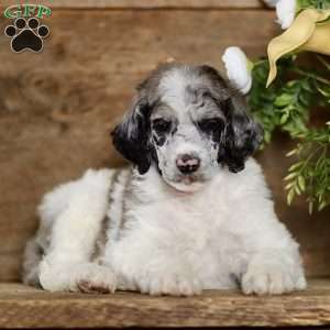 Tory, Standard Poodle Puppy