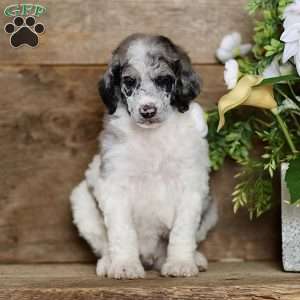 Tory, Standard Poodle Puppy