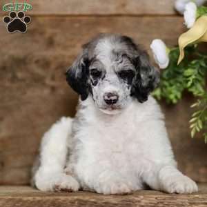 Tory, Standard Poodle Puppy