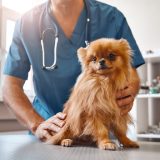 vet tech looking over a brown pomeranian
