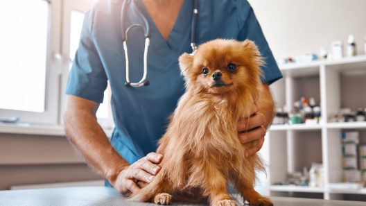 What to Know About Stroke in Dogs