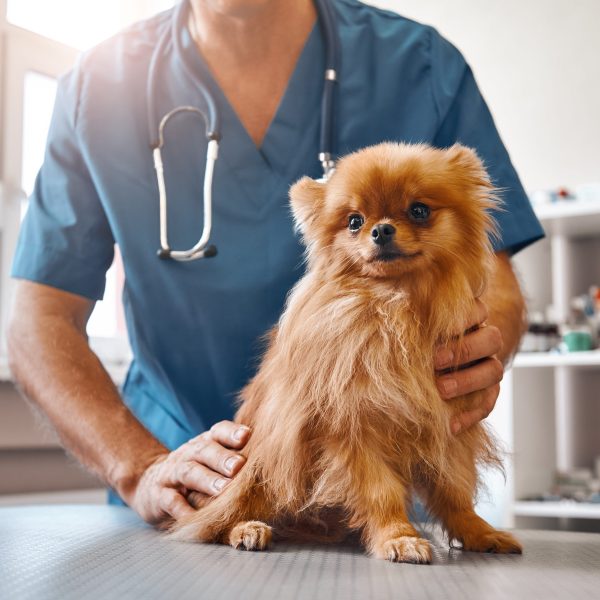 vet tech looking over a brown pomeranian