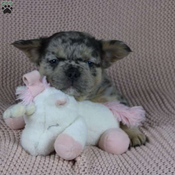 Tommy, French Bulldog Puppy