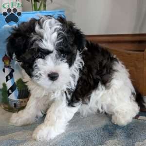 Mandy, Toy Poodle Mix Puppy