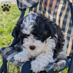 Jill, Toy Poodle Mix Puppy