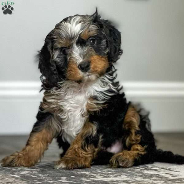 Arlo, Cavapoo Puppy