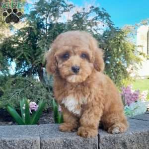 Bradley, Forever Puppy