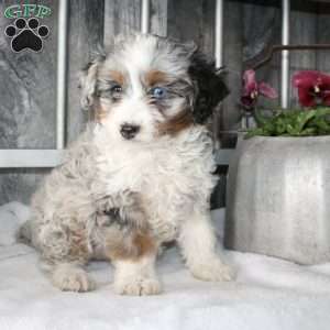 Vivian, Mini Aussiedoodle Puppy