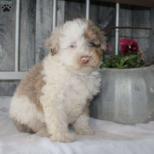 Victor, Mini Aussiedoodle Puppy