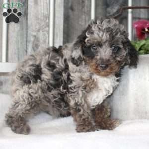 Vincent, Mini Aussiedoodle Puppy