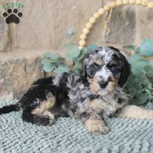 Joy, Mini Labradoodle Puppy