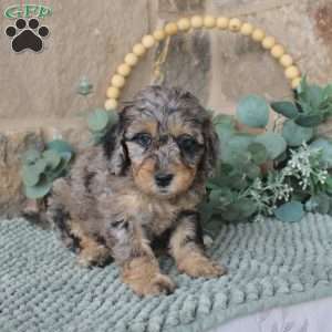 Jenny, Mini Labradoodle Puppy