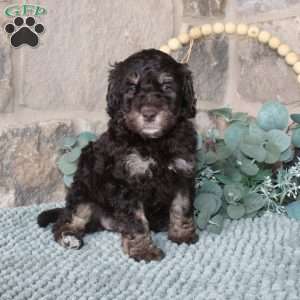 Joetta, Mini Labradoodle Puppy