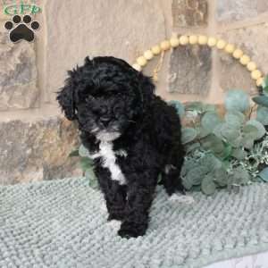 Jessie, Mini Labradoodle Puppy