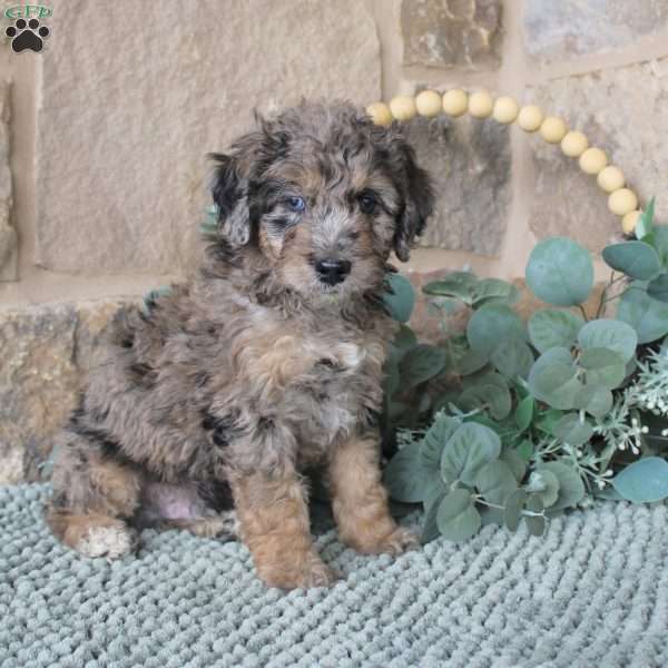 Jared, Mini Labradoodle Puppy