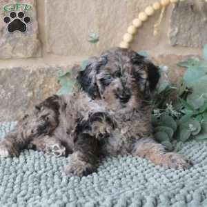 Jacob, Mini Labradoodle Puppy