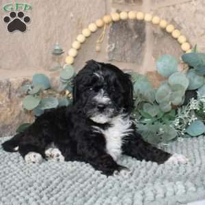 Jeff, Mini Labradoodle Puppy