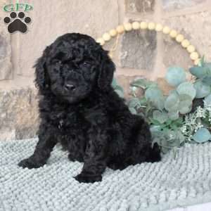 Jerry, Labradoodle Puppy