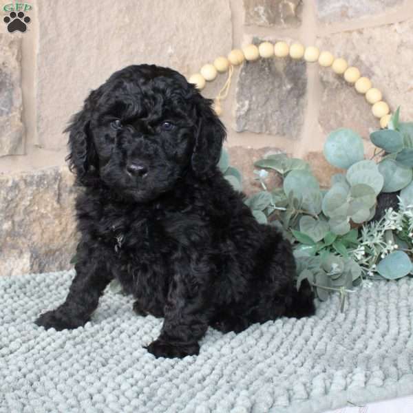 Jerry, Mini Labradoodle Puppy