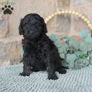 Jaxson, Mini Labradoodle Puppy