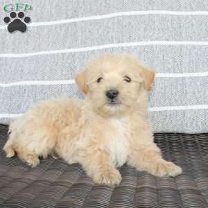 King, Westiepoo Puppy