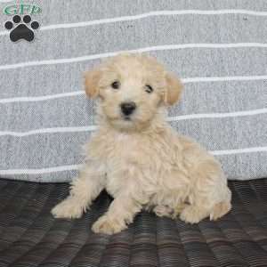 Katie, Westiepoo Puppy