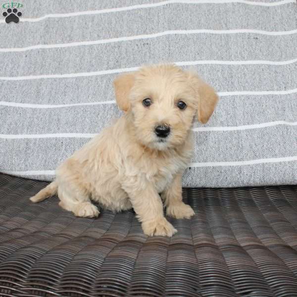Betty, Westiepoo Puppy