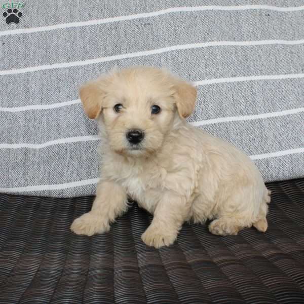 Boomer, Westiepoo Puppy