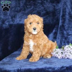 Lester, Mini Goldendoodle Puppy