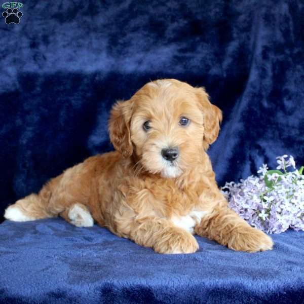 Lisa, Mini Goldendoodle Puppy