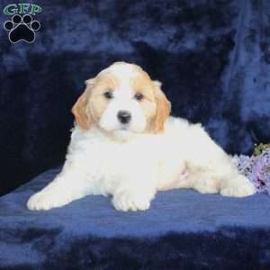 Leon, Mini Goldendoodle Puppy