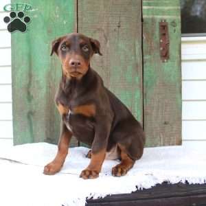 Tyler, Doberman Pinscher Puppy
