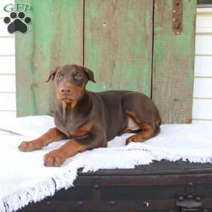 Tina, Doberman Pinscher Puppy