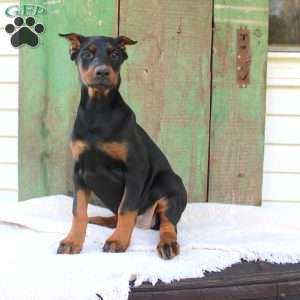 Tracy, Doberman Pinscher Puppy