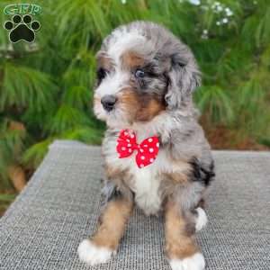 Jackson, Bernedoodle Puppy