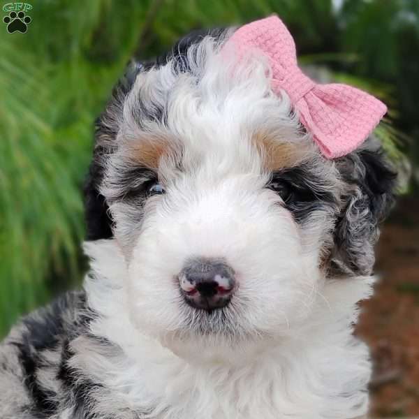 Chloe, Bernedoodle Puppy