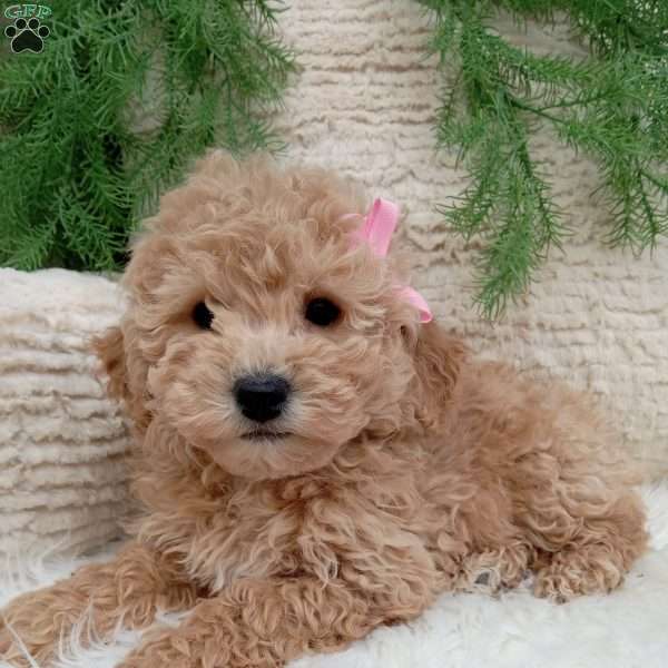 Willow, Bich-Poo Puppy