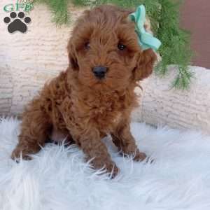 Teddy, Mini Goldendoodle Puppy