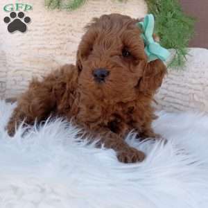 Teddy, Mini Goldendoodle Puppy