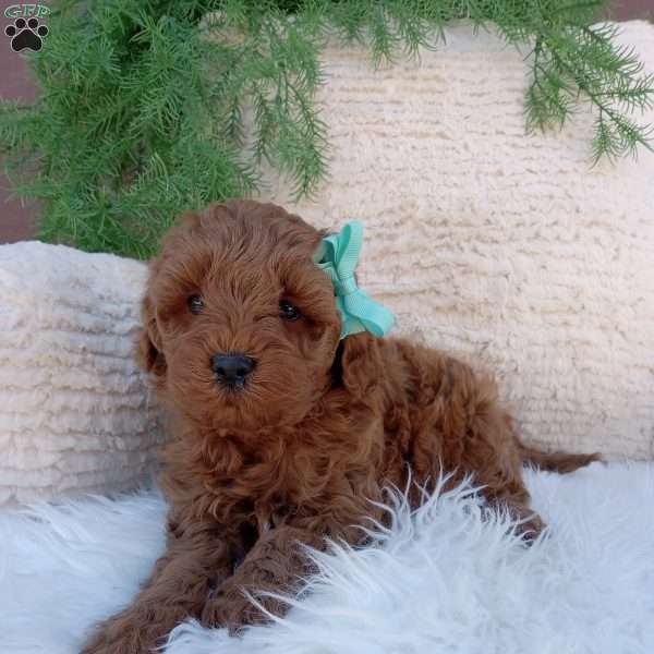 Teddy, Mini Goldendoodle Puppy