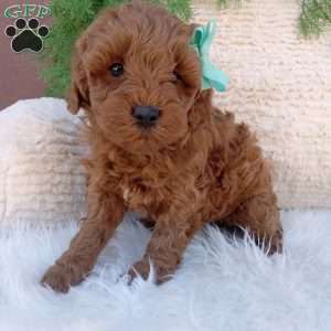 Teddy, Mini Goldendoodle Puppy