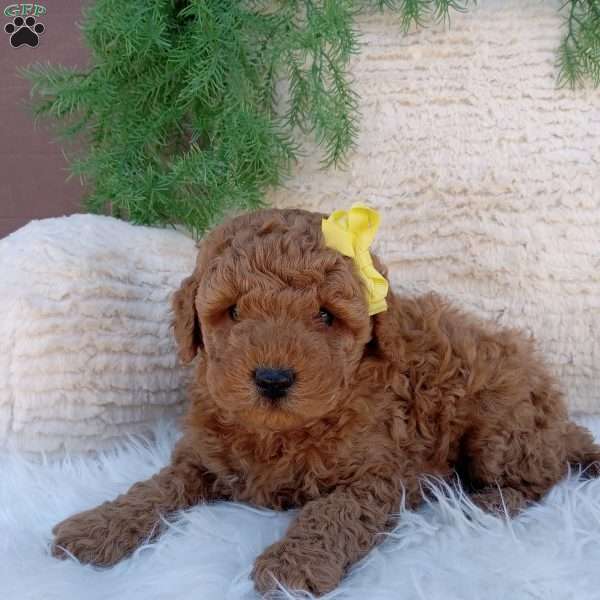 Toby, Mini Goldendoodle Puppy