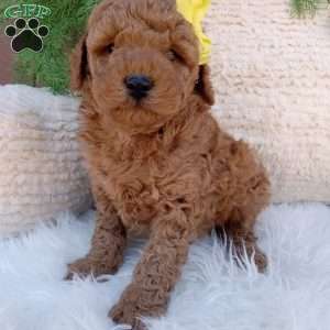 Toby, Mini Goldendoodle Puppy