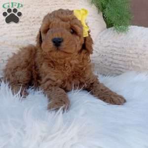Toby, Mini Goldendoodle Puppy