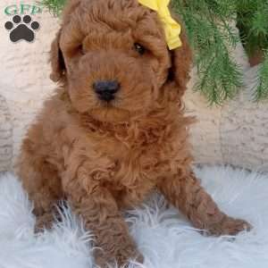 Toby, Mini Goldendoodle Puppy