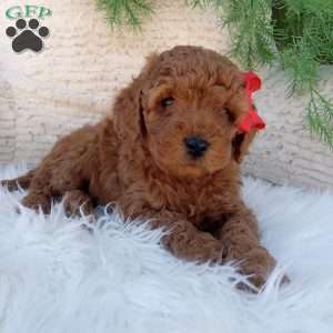 Ace, Mini Goldendoodle Puppy