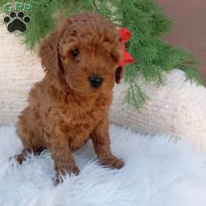 Ace, Mini Goldendoodle Puppy