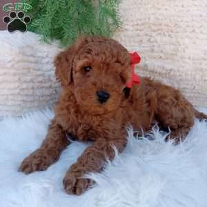 Ace, Mini Goldendoodle Puppy